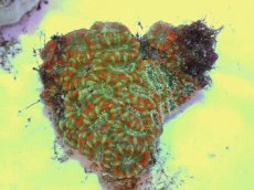 画像1: No.65 カクオオトゲキクメイシ ツートン (1)