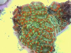 画像2: No.65 カクオオトゲキクメイシ ツートン (2)