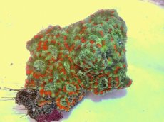 画像1: No.66 カクオオトゲキクメイシ ツートン (1)