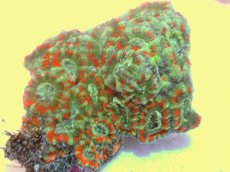 画像2: No.66 カクオオトゲキクメイシ ツートン (2)