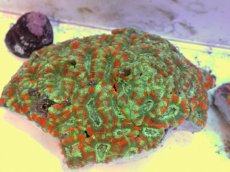 画像1: No.67 カクオオトゲキクメイシ ツートン (1)