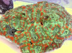 画像2: No.67 カクオオトゲキクメイシ ツートン (2)