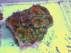 画像1: No.68 カクオオトゲキクメイシ ツートン (1)