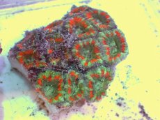 画像2: No.68 カクオオトゲキクメイシ ツートン (2)