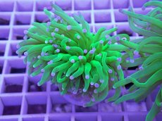 画像1: No.1 フラワーコーラル コットンキャンディー (1)