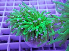 画像2: No.1 フラワーコーラル コットンキャンディー (2)