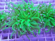 画像1: No.2 フラワーコーラル コットンキャンディー (1)