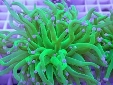 画像2: No.2 フラワーコーラル コットンキャンディー (2)