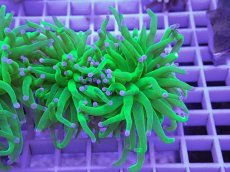 画像1: No.3 フラワーコーラル コットンキャンディー (1)