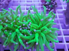 画像2: No.3 フラワーコーラル コットンキャンディー (2)