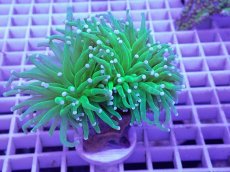 画像1: No.4 フラワーコーラル (1)