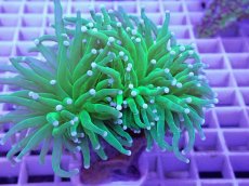 画像2: No.4 フラワーコーラル (2)