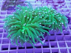 画像1: No.5 フラワーコーラル (1)