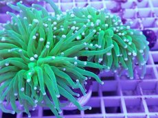 画像2: No.5 フラワーコーラル (2)