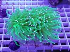 画像1: No.6 フラワーコーラル (1)