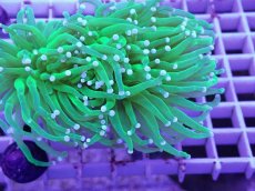 画像2: No.6 フラワーコーラル (2)