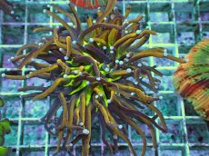 画像1: No.7 ゴールドトーチ ジョーカー (1)