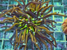 画像2: No.7 ゴールドトーチ ジョーカー (2)