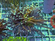 画像1: No.8 ゴールドトーチ ジョーカー (1)