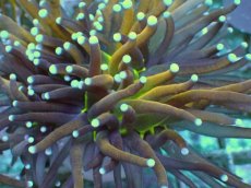 画像2: No.8 ゴールドトーチ ジョーカー (2)