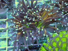 画像1: No.9 ゴールドトーチ ジョーカー (1)