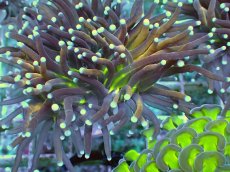 画像2: No.9 ゴールドトーチ ジョーカー (2)