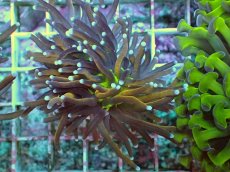 画像1: No.10 ゴールドトーチ ジョーカー (1)