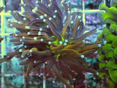 画像2: No.10 ゴールドトーチ ジョーカー (2)