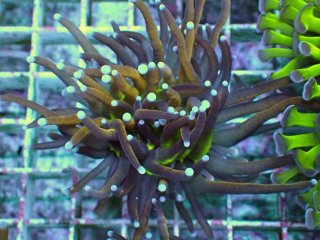 フラワーコーラルを買うならアクアスタイルユー｜大阪からサンゴを全国