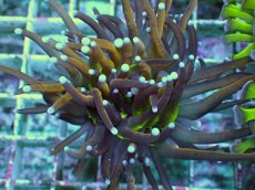 画像2: No.11 ゴールドトーチ ジョーカー (2)