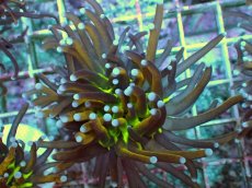 画像1: No.12 ゴールドトーチ ジョーカー (1)