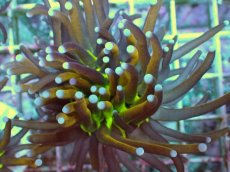 画像2: No.12 ゴールドトーチ ジョーカー (2)