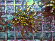 画像1: No.13 ゴールドトーチ ジョーカー (1)