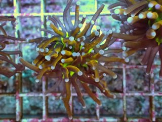 フラワーコーラルを買うならアクアスタイルユー｜大阪からサンゴを全国