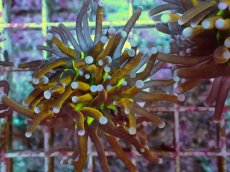 画像2: No.13 ゴールドトーチ ジョーカー (2)