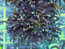 画像1: No.14 ゴールドトーチ 24K (1)