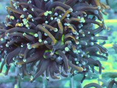 画像2: No.14 ゴールドトーチ 24K (2)