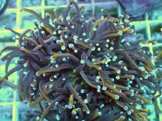 画像1: No.15 ゴールドトーチ 24K (1)