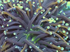 画像2: No.15 ゴールドトーチ 24K (2)