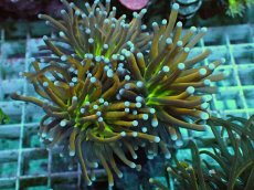 画像1: No.16 ゴールドトーチ ジョーカー (1)