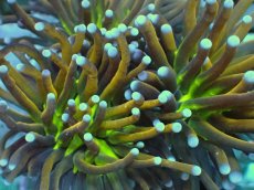 画像2: No.16 ゴールドトーチ ジョーカー (2)