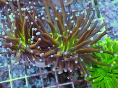 画像1: No.17 ゴールドトーチ ジョーカー (1)