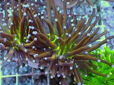 画像2: No.17 ゴールドトーチ ジョーカー (2)