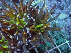 画像1: No.18 ゴールドトーチ ジョーカー (1)