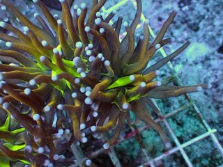 ライブロック ミックスザイズ を買うならアクアスタイルユー 海水魚