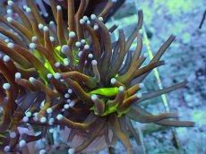 画像2: No.18 ゴールドトーチ ジョーカー (2)