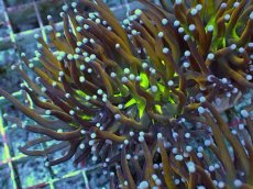 画像1: No.19 ゴールドトーチ ジョーカー (1)