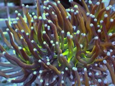 画像2: No.19 ゴールドトーチ ジョーカー (2)