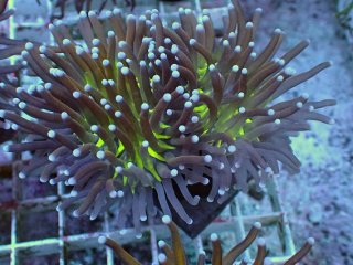 フラワーコーラルを買うならアクアスタイルユー｜大阪からサンゴを全国