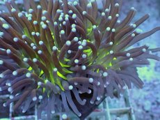 画像2: No.20 ゴールドトーチ ジョーカー (2)